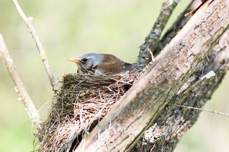Turdus pilaris, Fieldfare.  Nest of a bird in the nature.の写真素材