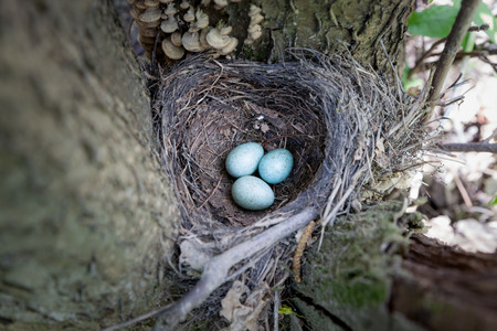 The nest of the Blackbird (Turdus merula)の写真素材