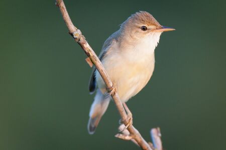 Marsh Warbler (Acrocephalus palustris).Wild bird in a natural habitat.の写真素材