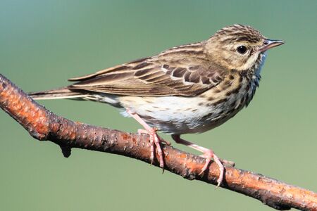 Tree Pipit (Anthus trivialis).Wild bird in a natural habitat.の写真素材