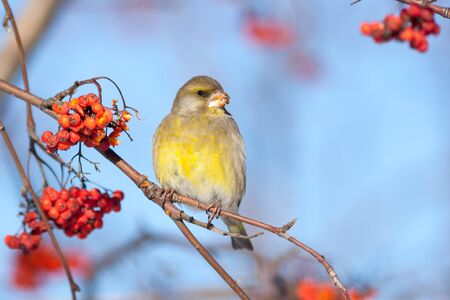 European Greenfinch (Carduelis chloris).Wild bird in a natural habitat.の写真素材