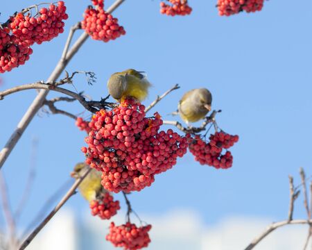 European Greenfinch (Carduelis chloris).Wild bird in a natural habitat.の写真素材