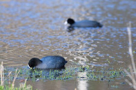 Common Coot (Fulica atra). Wildeshausen (Low Saxon: Wilshusen), Lower Saxony, Germany.の写真素材