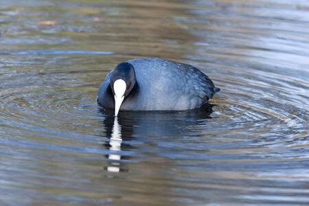 Common Coot (Fulica atra). Wildeshausen (Low Saxon: Wilshusen), Lower Saxony, Germany.の写真素材
