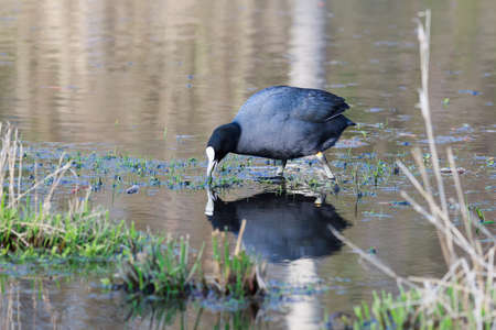 Common Coot (Fulica atra). Wildeshausen (Low Saxon: Wilshusen), Lower Saxony, Germany.の写真素材