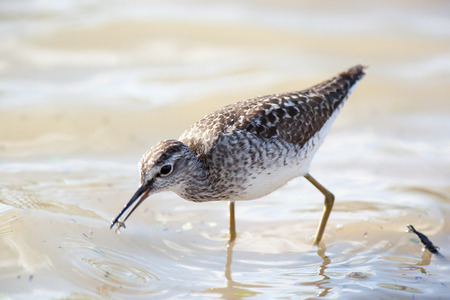 Wood Sandpiper (Tringa glareola).Wild bird in a natural habitat.の写真素材