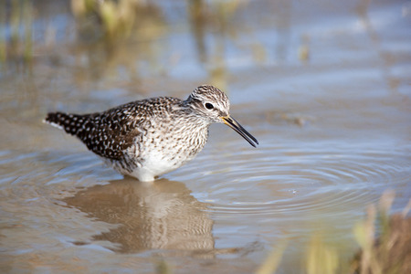 Wood Sandpiper (Tringa glareola).Wild bird in a natural habitat.