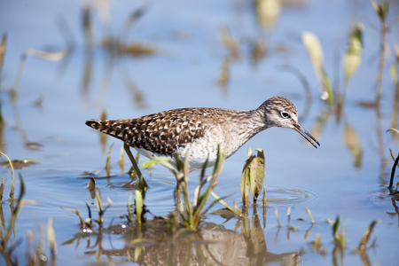 Wood Sandpiper (Tringa glareola).Wild bird in a natural habitat.の写真素材