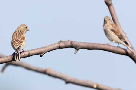 Linnet (Acanthis cannabina).Wild bird in a natural habitat.の写真素材