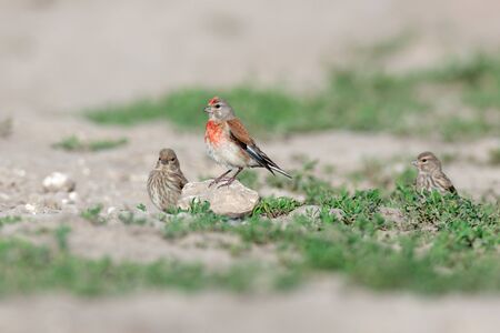 Linnet (Acanthis cannabina).Wild bird in a natural habitat.の写真素材