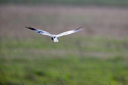 Montagu's Harrier (Circus pygargus). Russia, the Ryazan regionの写真素材