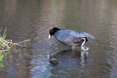 Common Coot (Fulica atra). Wildeshausen (Low Saxon: Wilshusen), Lower Saxony, Germany.の写真素材