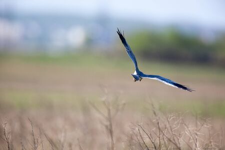 Montagu's Harrier (Circus pygargus). Russia, the Ryazan region
