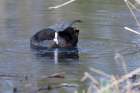 Common Coot (Fulica atra). Wildeshausen (Low Saxon: Wilshusen), Lower Saxony, Germany.の写真素材