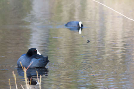 Common Coot (Fulica atra). Wildeshausen (Low Saxon: Wilshusen), Lower Saxony, Germany.の写真素材