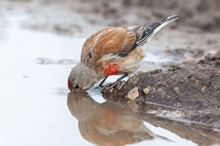 Linnet (Acanthis cannabina).Wild bird in a natural habitat.の写真素材