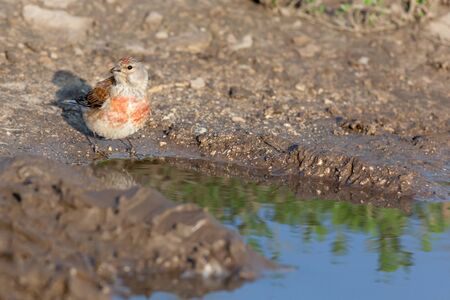 Linnet (Acanthis cannabina).Wild bird in a natural habitat.の写真素材