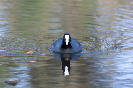 Common Coot (Fulica atra). Wildeshausen (Low Saxon: Wilshusen), Lower Saxony, Germany.の写真素材