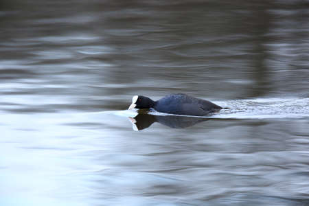 Common Coot (Fulica atra). Wildeshausen (Low Saxon: Wilshusen), Lower Saxony, Germany.の写真素材