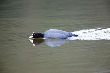 Common Coot (Fulica atra). Wildeshausen (Low Saxon: Wilshusen), Lower Saxony, Germany.の写真素材
