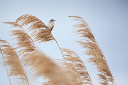 Great Reed Warbler (Acrocephalus arundinaceus).Wild bird in a natural habitat.の写真素材