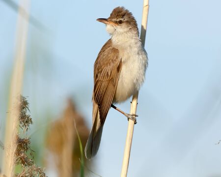 Great Reed Warbler (Acrocephalus arundinaceus).Wild bird in a natural habitat.の写真素材