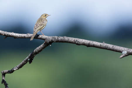 Tree Pipit (Anthus trivialis).Wild bird in a natural habitat.の写真素材