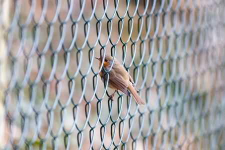 Wildeshausen (Low Saxon: Wilshusen), Lower Saxony, Germany. Robin (Erithacus rubecula).Wild bird in a natural habitat.の写真素材