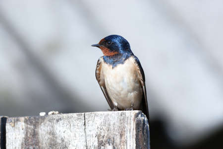 Russia, the Ryazan region (Ryazanskaya oblast), the Pronsky District, Denisovo. Barn Swallow (Hirundo rustica)の写真素材