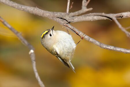 Goldcrest (Regulus regulus).Wild bird in a natural habitat. Timirjazevsky park, Moscow. Russia.の写真素材