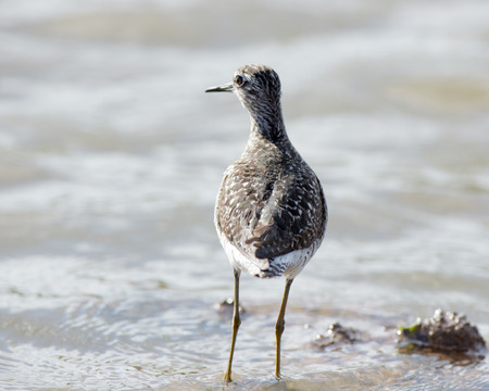 Wood Sandpiper (Tringa glareola).Wild bird in a natural habitat.の写真素材