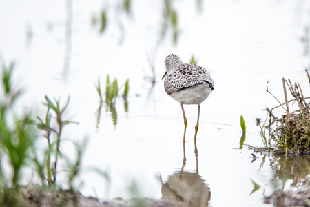 Marsh Sandpiper (Tringa stagnatilis).Wild bird in a natural habitat.  の写真素材