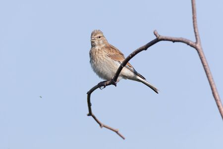 Linnet (Acanthis cannabina).Wild bird in a natural habitat.の写真素材