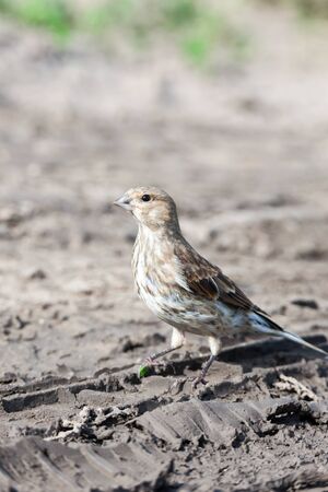 Linnet (Acanthis cannabina).Wild bird in a natural habitat.
