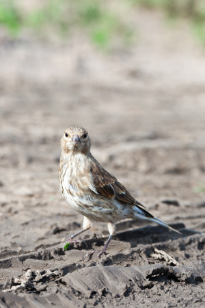 Linnet (Acanthis cannabina).Wild bird in a natural habitat.の写真素材