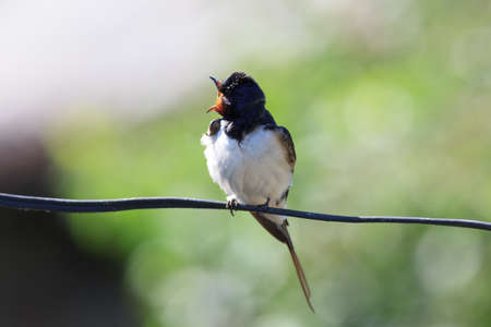 Russia, the Ryazan region (Ryazanskaya oblast), the Pronsky District, Denisovo. Barn Swallow (Hirundo rustica)の写真素材