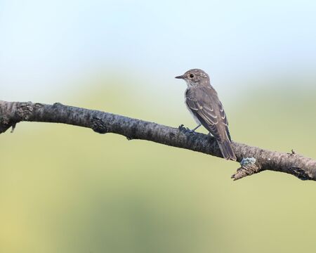 Spotted Flycatcher (Muscicapa striata).Wild bird in a natural habitat. Russia, the Ryazan region (Ryazanskaya oblast), the Pronsky District, Denisovo.の写真素材