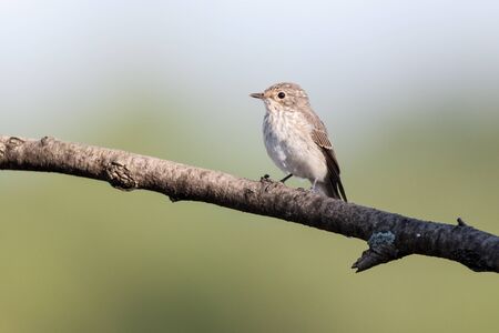 Spotted Flycatcher (Muscicapa striata).Wild bird in a natural habitat. Russia, the Ryazan region (Ryazanskaya oblast), the Pronsky District, Denisovo.の写真素材