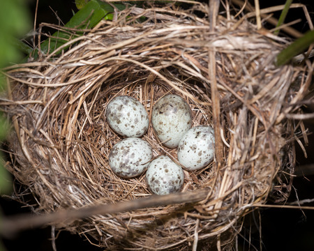 Marsh Warbler (Acrocephalus palustris).Wild bird in a natural habitat. Nest.の写真素材