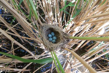Nest of the Great Reed Warbler (Acrocephalus arundinaceus) in the nature.の写真素材