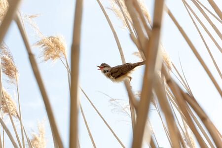 Great Reed Warbler (Acrocephalus arundinaceus).Wild bird in a natural habitat.の写真素材