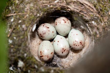 Nest of Chaffinch (Fringilla coelebs) with eggs.の写真素材