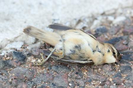 Dead Sedge Warbler (Acrocephalus schoenobaenus) in roadの写真素材