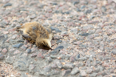 Dead Sedge Warbler (Acrocephalus schoenobaenus) in roadの写真素材