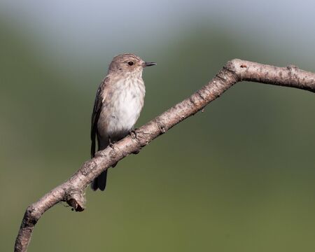 Spotted Flycatcher (Muscicapa striata).Wild bird in a natural habitat. Russia, the Ryazan region (Ryazanskaya oblast), the Pronsky District, Denisovo.の写真素材