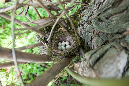 Nest of the European Greenfinch (Carduelis chloris).の写真素材