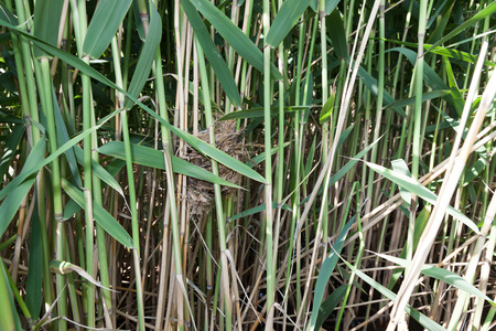 Nest of the Great Reed Warbler (Acrocephalus arundinaceus) in the nature.の写真素材