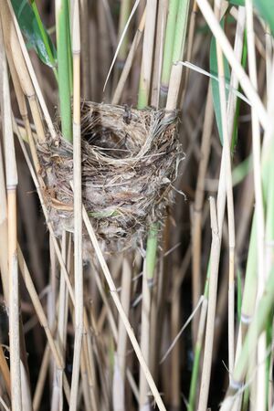 Nest of the Great Reed Warbler (Acrocephalus arundinaceus) in the nature.の写真素材