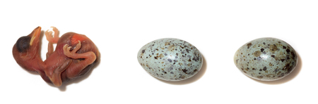 ÐÐ½ÐµÐ·Ð´Ð¾ â120606-1-11, Ð¿Ð¾ÑÑÐ¸ Ñ ÑÐ°Ð¼Ð¾Ð³Ð¾ Ð±ÐµÑÐµÐ³Ð° Ð² ÑÑÐ¾ÑÑÐ½Ð¸ÐºÐ°Ñ. Ð¯Ð¹ÑÐ° Ð¸ Ð¿ÑÐµÐ½ÐµÑ Ð¸Ð· Ð³Ð½ÐµÐ·Ð´Ð° Ð´ÑÐ¾Ð·Ð´Ð¾Ð²Ð¸Ð´Ð½Ð¾Ð¹ ÐºÐ°Ð¼ÑÑÐ¾Ð²ÐºÐ¸ Ð½Ð° Ð±ÐµÐ»Ð¾Ð¼ ÑÐ¾Ð½Ðµ. Eggs and chick of  the Great Reed Warbler (Acrocの写真素材