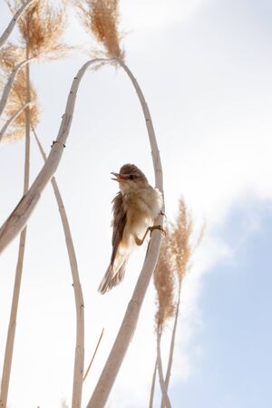 Great Reed Warbler (Acrocephalus arundinaceus).Wild bird in a natural habitat.の写真素材
